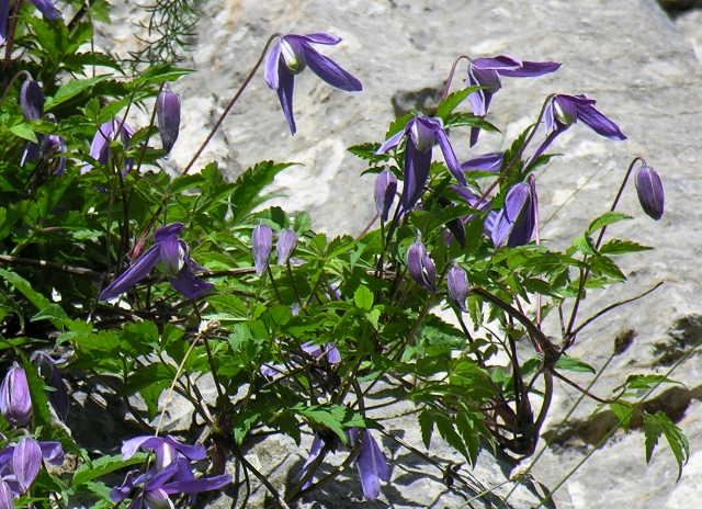 Clematis alpina